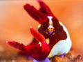   This photo Nembrotha nudibranch Emperor shrimp riding its back. Spotted Secret Bay Anilao Batangas. back Batangas  